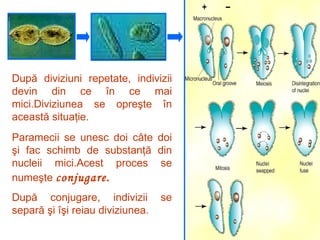 După diviziuni repetate, indivizii devin din ce în ce mai mici.Diviziunea se opreşte în această situaţie. Paramecii se unesc doi câte doi şi fac schimb de substanţă din nucleii mici.Acest proces se numeşte  conjugare. După conjugare, indivizii se separă şi îşi reiau diviziunea. 