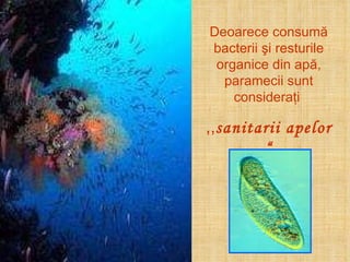 Deoarece consumă bacterii şi resturile organice din apă, paramecii sunt consideraţi  ,, sanitarii apelor “ 