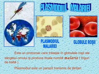 PLASMODIUL  MALARIEI Este un protozoar care trăieşte în globulele roşii ale sângelui omului şi produce boala numită  malarie  ( friguri de baltă ). Plasmodiul este un parazit transmis de ţânţari. PLASMODIUL MALARIEI GLOBULE ROŞII 