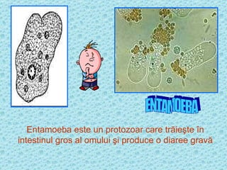 Entamoeba este un protozoar care trăieşte în intestinul gros al omului şi produce o diaree gravă ENTAMOEBA 