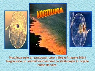 Noctiluca este un protozoar care trăieşte în apele Mării Negre.Este un animal fosforescent ce străluceşte în nopţile calde de vară. NOCTILUCA 
