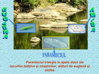 EUGLENA AMIBA PARAMECIUL Parameciul trăieşte în apele dulci ale lacurilor,bălţilor şi mlaştinilor, alături de euglenă şi amibă. 