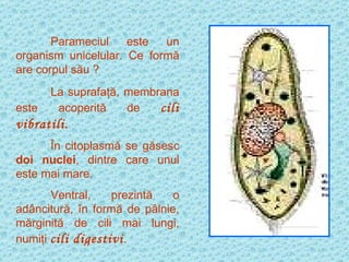 Parameciul este un organism unicelular. Ce formă are corpul său ? La suprafaţă, membrana este acoperită de  cili vibratili. În citoplasmă se găsesc  doi nuclei , dintre care unul este mai mare. Ventral, prezintă o adâncitură, în formă de pâlnie, mărginită de cili mai lungi, numiţi  cili digestivi . 