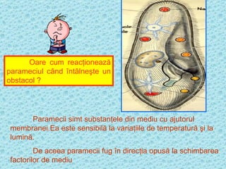 Oare cum reacţionează parameciul când întâlneşte un obstacol ? Paramecii simt substanţele din mediu cu ajutorul membranei.Ea este sensibilă la variaţiile de temperatură şi la lumină. De aceea paramecii fug în direcţia opusă la schimbarea factorilor de mediu 