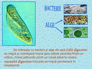 Se hrăneşte cu bacterii şi alge din apă. Cilii   digestivi  se mişcă şi orientează hrana spre pâlnia ventrală.Printr-un orificiu, hrana pătrunde printr-un canal până la nivelul  vacuolei digestive. Vacuola se mişcă permanent în citoplasmă. BACTERII ALGE 