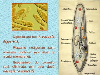Digestia are loc în  vacuola digestivă. Resturile nedigerate sunt eliminate printr-un  por  situat la nivelul membranei. Substanţele de excreţie sunt eliminate prin cele două  vacuole contractile . 