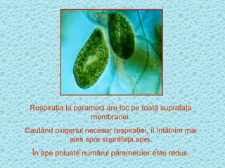 Respiraţia la parameci are loc pe toată suprafaţa membranei. Cautând oxigenul necesar respiraţiei, îi întâlnim mai ales spre suprafaţa apei. În ape poluate numărul paramecilor este redus. 