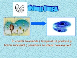 ÎNMULŢIREA În condiţii favorabile ( temperatură prielnică şi hrană suficientă ) paramecii se  divid transversal. 