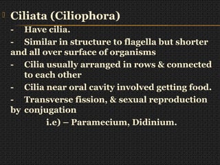  Ciliata (Ciliophora)
- Have cilia.
- Similar in structure to flagella but shorter
and all over surface of organisms
- Cilia usually arranged in rows & connected
to each other
- Cilia near oral cavity involved getting food.
- Transverse fission, & sexual reproduction
by conjugation
i.e) – Paramecium, Didinium.
 