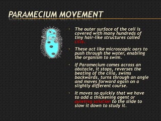 • The outer surface of the cell is
covered with many hundreds of
tiny hair-like structures called
cilia.
• These act like microscopic oars to
push through the water, enabling
the organism to swim.
• If Paramecium comes across an
obstacle, it stops, reverses the
beating of the cilia, swims
backwards, turns through an angle
and moves forward again on a
slightly different course.
• It moves so quickly that we have
to add a thickening agent or
quieting solution to the slide to
slow it down to study it.
 