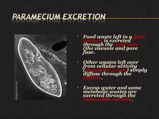 • Food waste left in a food
vacuole is excreted
through the anal pore
(the vacuole and pore
fuse.
• Other wastes left over
from cellular activity
(metabolic waste) simply
diffuse through the
pellicle.
• Excess water and some
metabolic wastes are
excreted through the
contractile vacuole.
 