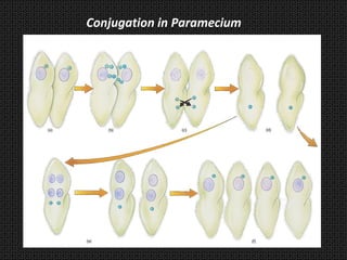 Conjugation in Paramecium
 