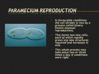 • In favourable conditions
the cell divides in two by a
process called binary
fission (asexual
reproduction).
• This forms two new cells,
each of which rapidly
grows any new structures
required and increases in
size.
• This whole process may
take place two or three
times a day if conditions
were right.
 