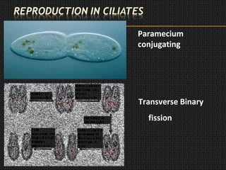 Paramecium
conjugating
Transverse Binary
fission
 