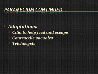  Adaptations:
 Cilia to help feed and escape
 Contractile vacuoles
 Trichocysts
 