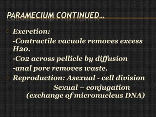  Excretion:
-Contractile vacuole removes excess
H20.
-C02 across pellicle by diffusion
-anal pore removes waste.
 Reproduction: Asexual - cell division
Sexual – conjugation
(exchange of micronucleus DNA)
 