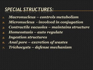 1. Macronucleus – controls metabolism
2. Micronucleus - involved in conjugation
3. Contractile vacuoles – maintains structure
4. Homeostasis – auto regulate
5. Ingestion structures
6. Anal pore – excretion of wastes
7. Trichocysts – defense mechanism
 