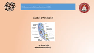 Shri Shankaracharya Mahavidyalaya, Junwani , Bhilai
structure of Paramecium
Dr. Sonia Bajaj
(Head of Department)
 
