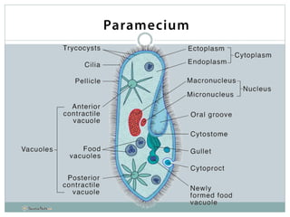 Structure and Reproduction of Paramecium | PPT