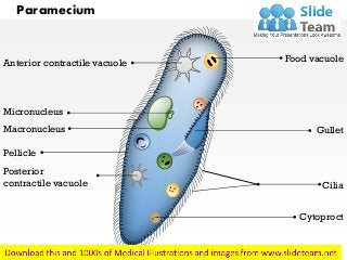 Paramecium
Food vacuole
Gullet
Cilia
Cytoproct
Posterior
contractile vacuole
Pellicle
Macronucleus
Micronucleus
Anterior contractile vacuole
 