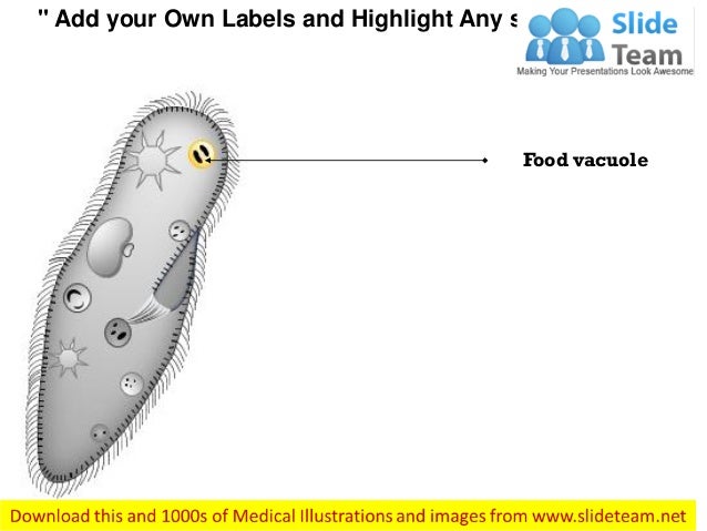 Vacuole Image Without Labels - Aflam-Neeeak