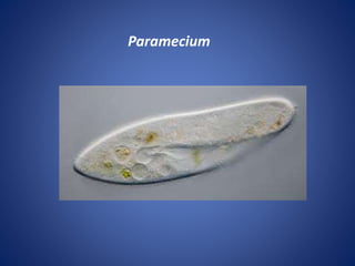 Paramecium
 
