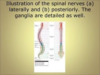Illustration of the spinal nerves (a) 
laterally and (b) posteriorly. The 
ganglia are detailed as well. 
 