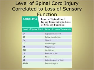 Level of Spinal Cord Injury 
Correlated to Loss of Sensory 
Function 
 