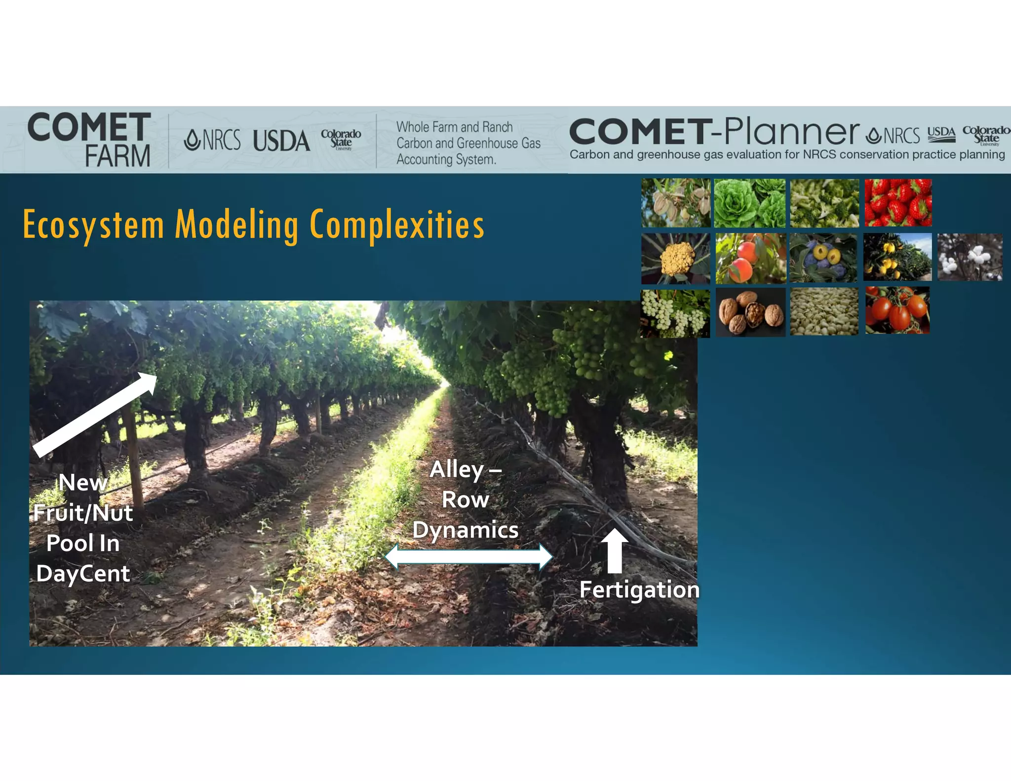 Ecosystem Modeling Complexities
Alley –
Row 
Dynamics
New
Fruit/Nut
Pool In
DayCent
Fertigation
 