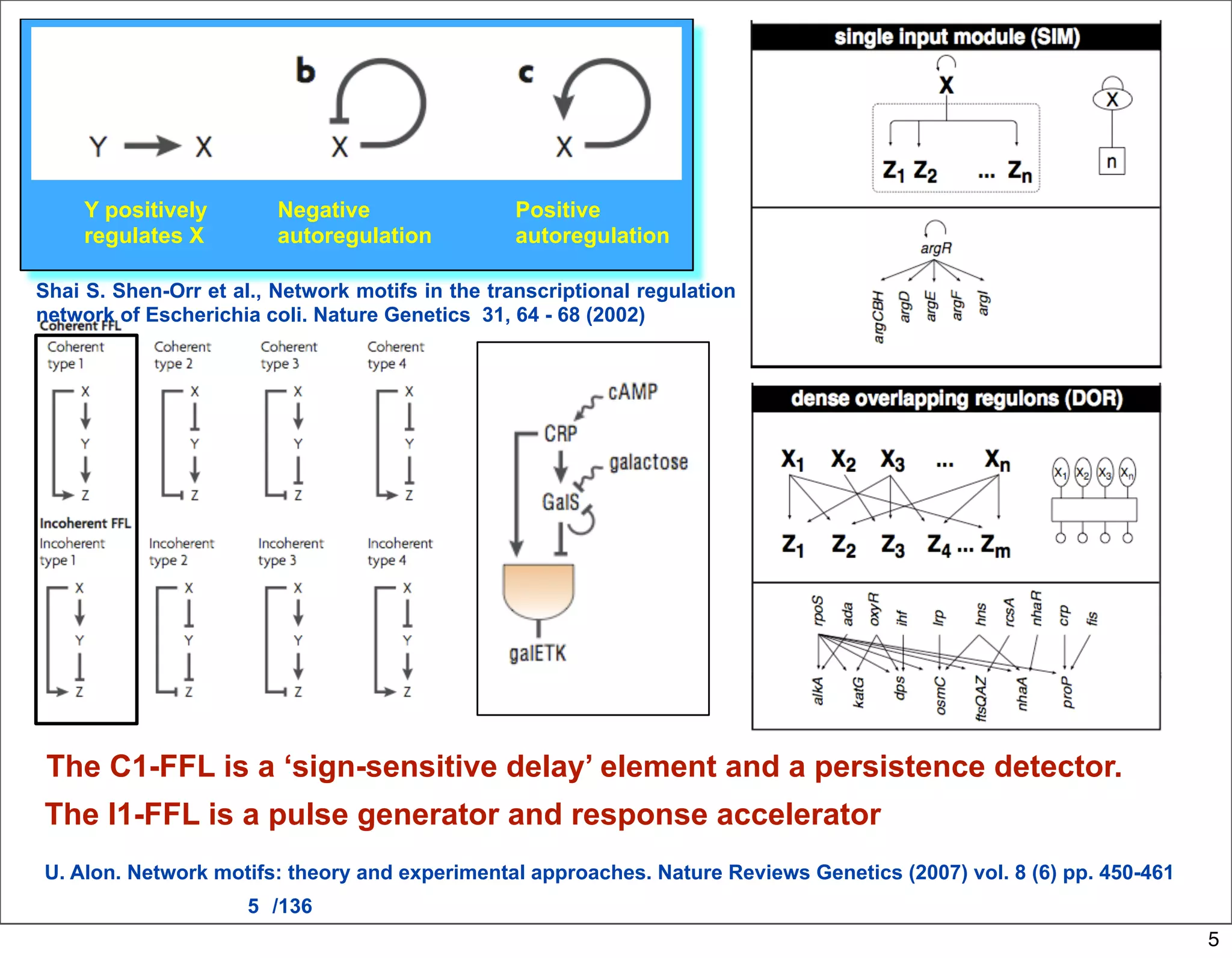 Y positively        Negative                 Positive
     regulates X         autoregulation           autoregulation

Shai S. Shen-Orr et al., Network motifs in the transcriptional regulation
network of Escherichia coli. Nature Genetics 31, 64 - 68 (2002)




 The C1-FFL is a ‘sign-sensitive delay’ element and a persistence detector.
The I1-FFL is a pulse generator and response accelerator
U. Alon. Network motifs: theory and experimental approaches. Nature Reviews Genetics (2007) vol. 8 (6) pp. 450-461
                      5 /136
                                                                                                                     5
 