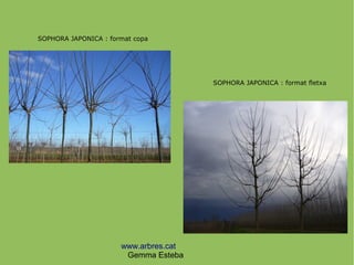 www.arbres.cat
Gemma Esteba
SOPHORA JAPONICA : format copa
SOPHORA JAPONICA : format fletxa
 
