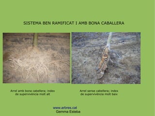 www.arbres.cat
Gemma Esteba
SISTEMA BEN RAMIFICAT I AMB BONA CABALLERA
Arrel amb bona cabellera; index
de supervivència mo...