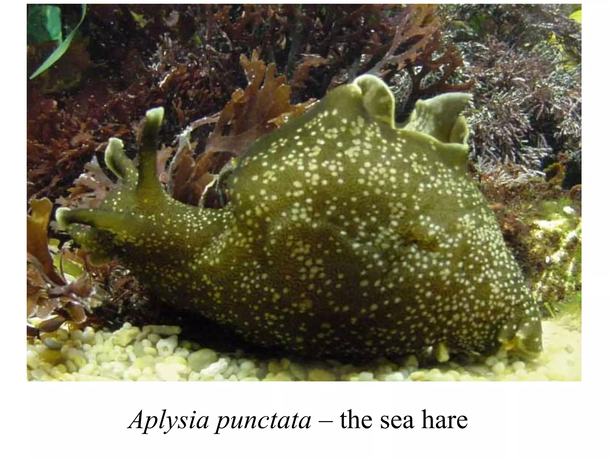 Aplysia punctata – the sea hare
 