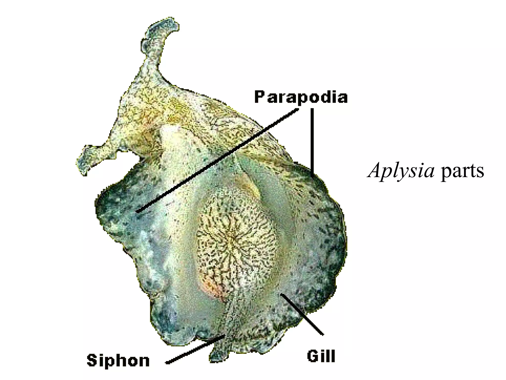 Aplysia parts
 