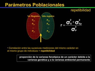 Correlación entre las sucesivas mediciones del mismo carácter en el mismo grupo de individuos =  repetibilidad proporción de la varianza fenotípica de un carácter debida a la varianza genética y a la varianza ambiental permanente P Z2 P Z1 ... ... P B1 P B1 P A2 P A1 2do registro 1er Registro Parámetros Poblacionales repetibilidad 