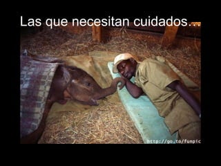 Las que necesitan cuidados… 