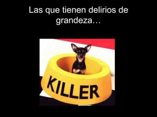 Las que tienen delirios de grandeza… 