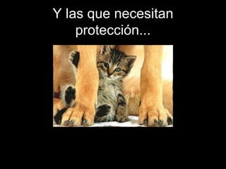 Y las que necesitan protección... 
