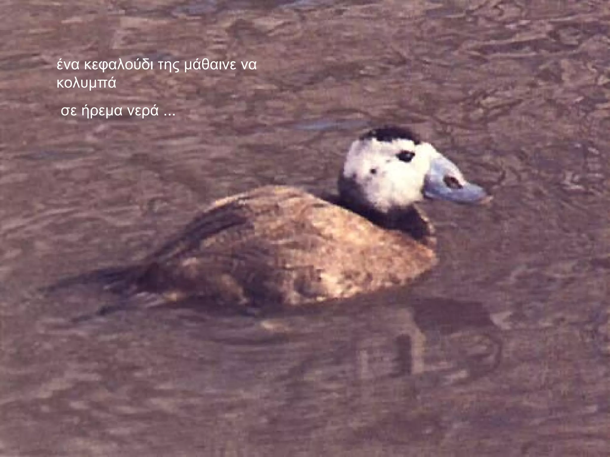 ένα κεφαλούδι της μάθαινε να κολυμπά σε ήρεμα νερά ... 