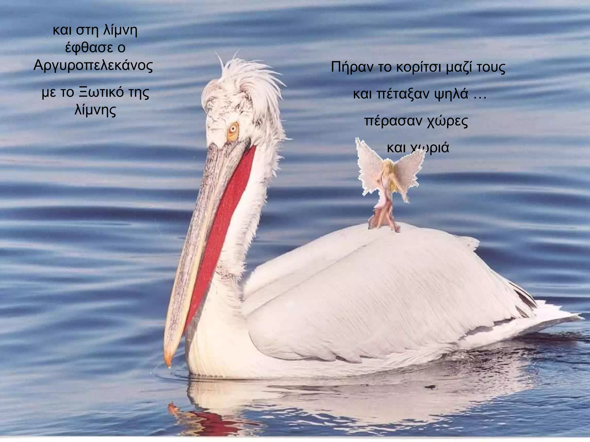 Πήραν το κορίτσι μαζί τους και πέταξαν ψηλά … πέρασαν χώρες  και χωριά και στη λίμνη έφθασε ο Αργυροπελεκάνος  με το Ξωτικό της λίμνης 