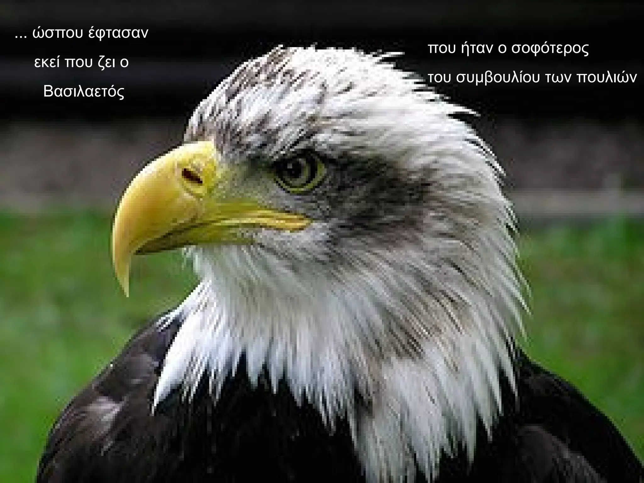 ... ώσπου έφτασαν  εκεί που ζει ο  Βασιλαετός που ήταν ο σοφότερος  του συμβουλίου των πουλιών 