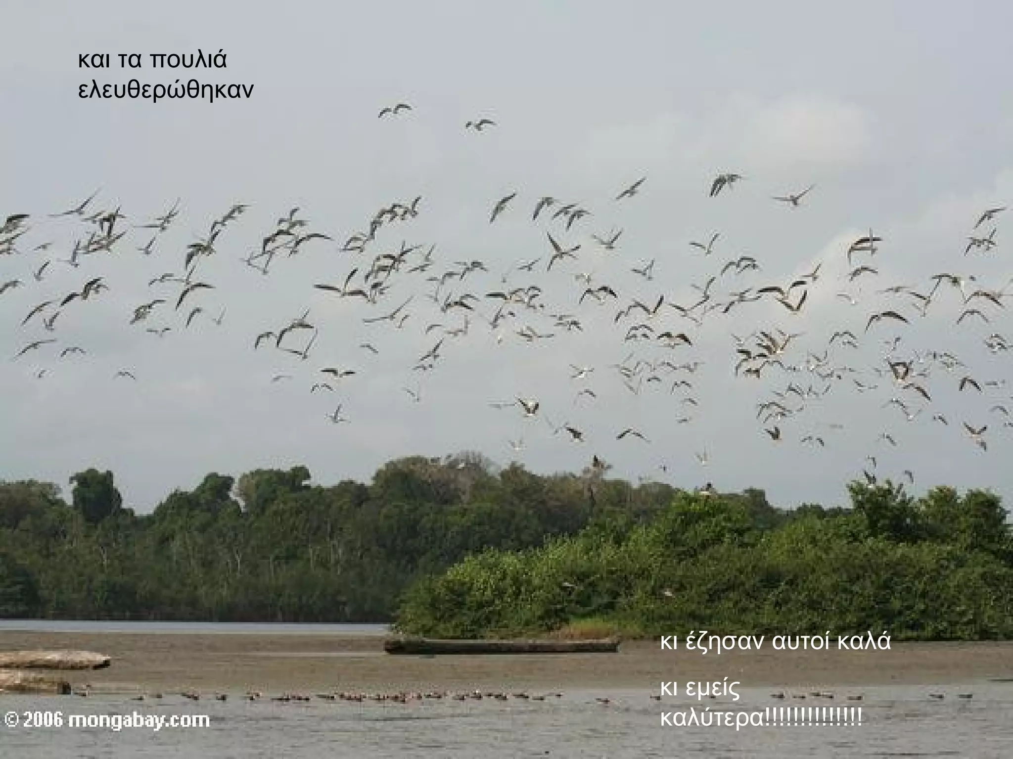 και τα πουλιά ελευθερώθηκαν  κι έζησαν αυτοί καλά  κι εμείς καλύτερα!!!!!!!!!!!!!! 