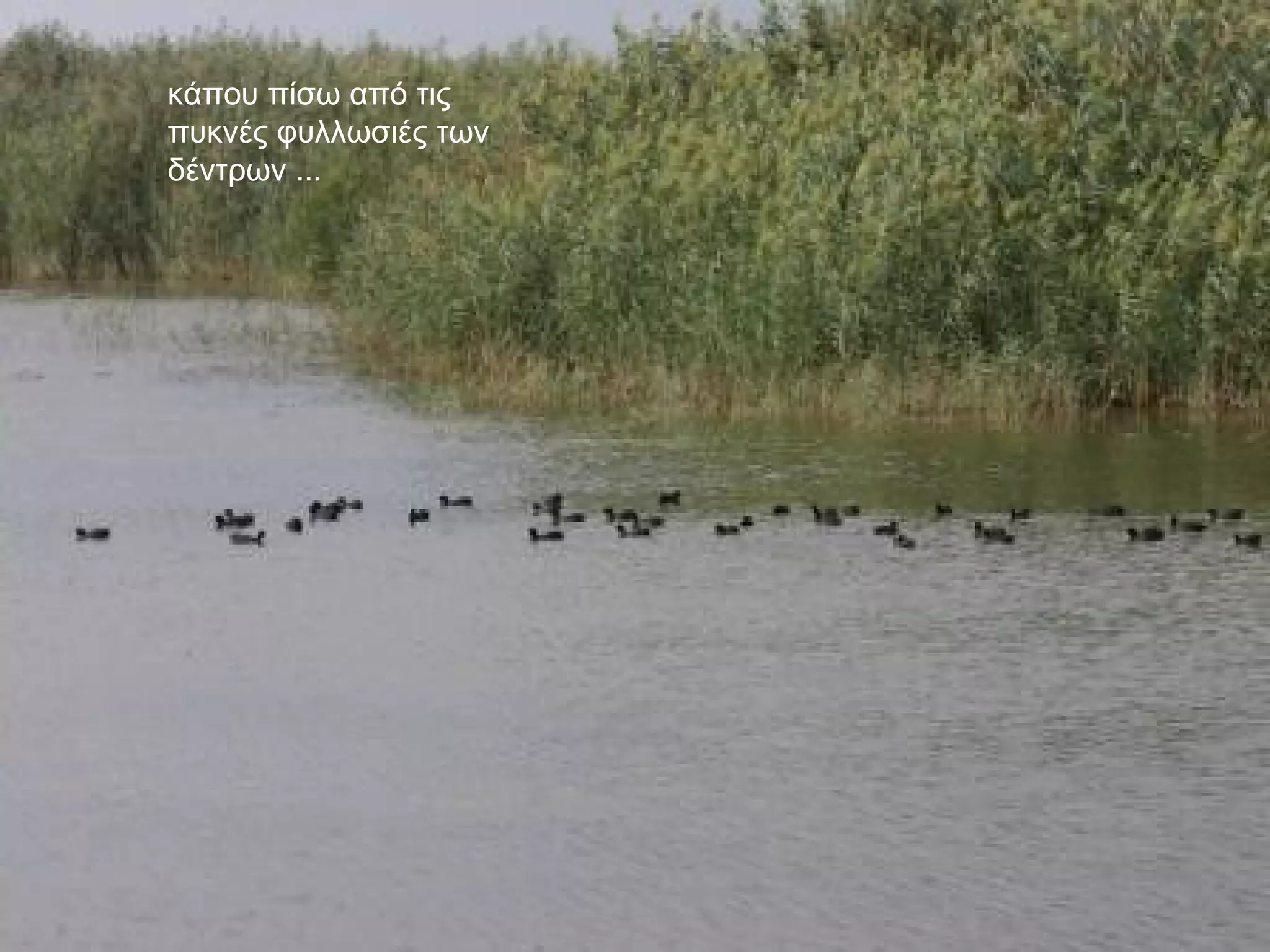 κάπου πίσω από τις πυκνές φυλλωσιές των δέντρων ... 