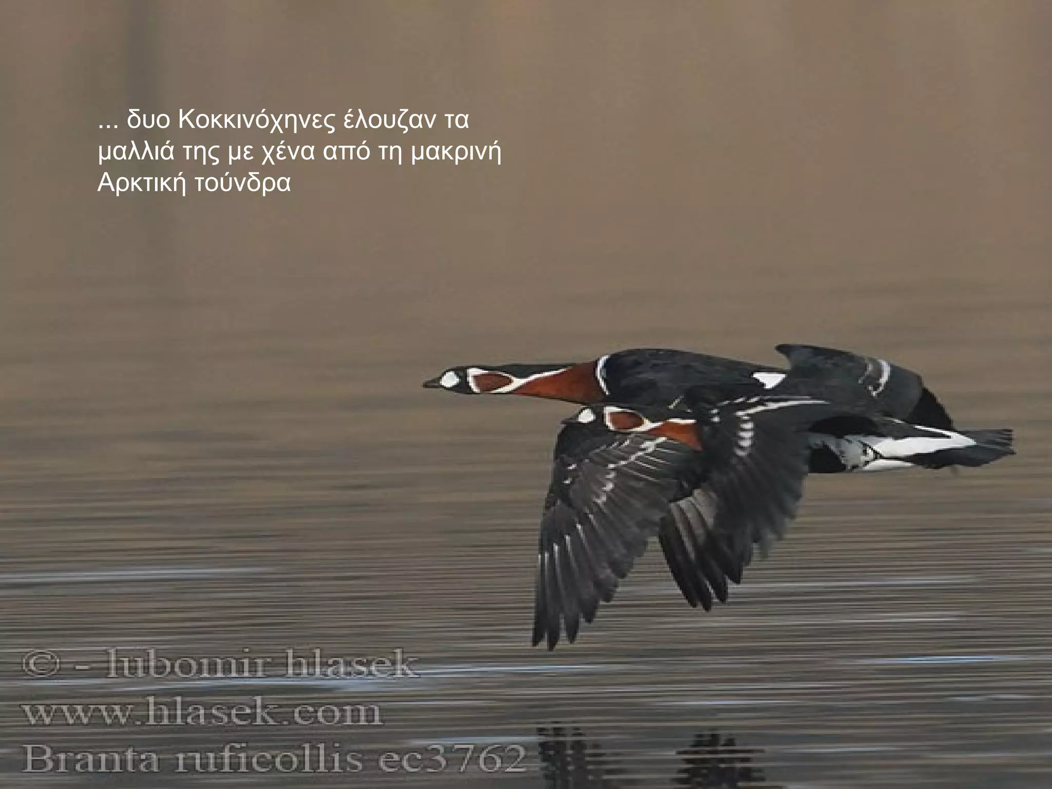 ... δυο Κοκκινόχηνες έλουζαν τα μαλλιά της με χένα από τη μακρινή Αρκτική τούνδρα 