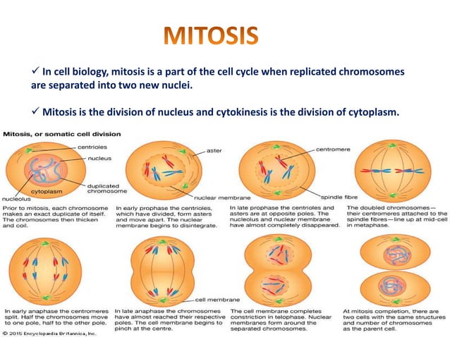 .MODE AND MECHANISM OF ACTION OF MICROTUBULE ASSEMBLY, MITOSIS AND ...