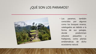¿QUÉ SON LOS PARAMOS?
• Los paramos, también
conocidos por algunos
como los bosques enanos,
catalogados así debido a la
forma de sus paisajes,
donde predominan
arbustos pequeños y
frailejones, como plantas
emblemáticas de dicho
ecosistema natural.
 