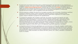  El estado del conocimiento de la fauna de la unidad biogeográfica de Santurbán es muy insipiente, sin
embargo en grupos como aves se tienen referencias de trabajos realizados para la declaratoria del Páramo
de Berlín y Parque Natural Regional Sisavita4 vertiente del río Carava y el río Zulia. Es evidente que la
región ha sufrido un proceso de deterioro de la fauna silvestre, cuyos inicios pueden estar en pobladores
prehispánicos y en el último siglo se incrementó por el crecimiento demográfico y el desarrollo
agropecuario de la región, y por la fragilidad misma del ecosistema.3
 Entre las especies en peligro de extinción en la región se pueden citar el chirriador (Cisttothorus apollinari,
Cisttothorus platensis tomae), el pato zambullidor (Podiceps andinus), el pato de páramo (Anas
flavirostris), el curí (Cavia porcellus), el venado de páramo (Odocoileus virginianus), el cóndor (Vultur
gryphus, especie utilizada en programas de repoblamiento)
 La composición geológica del complejo se describe, de acuerdo con el tipo de material, así: rocas
metamórficas precámbricas (formaciones Neis de Bucaramanga y Silgará); rocas ígneas del Triásico-
Jurásico (formación Santa Bárbara <cuarzomonzonita>), Páramo Rico (tonalita y granodiorita); rocas
sedimentarias del Devónico (formación Floresta); rocas sedimentarias del Carbonífero y Pérmico
(formación Diamante); las rocas sedimentarias del Triásico-Jurásico (formaciones Bocas, El Jordán y Girón);
rocas cretácicas (formaciones Tambor, Rosa Blanca, La Paja, El Tablazo, La Simití, La Luna, Umir,
Aguardiente, Capacho y Colón Mito Juan); y los depósitos cuaternarios (glaciares y aluviales).5
 La importancia de las formaciones geológicas que se encuen tran en el área del complejo Jurisdicciones–
Santurbán está dada por la dependencia de la ocurrencia, distribución y dinámica hídrica, tanto superficial
como subterránea. Por otra parte también se encuentra el distrito minero de California-Vetas, que posee
una considerable relevancia económica para el departamento de Santander por su riqueza predominante
de filones de oro y plata, asociados con sulfuros de hierro, plomo, zinc, cobre y sulfosales o minerales de
azufre no oxidado.
 