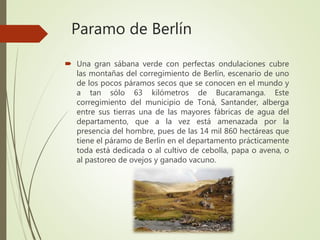 Paramo de Berlín
 Una gran sábana verde con perfectas ondulaciones cubre
las montañas del corregimiento de Berlín, escenario de uno
de los pocos páramos secos que se conocen en el mundo y
a tan sólo 63 kilómetros de Bucaramanga. Este
corregimiento del municipio de Toná, Santander, alberga
entre sus tierras una de las mayores fábricas de agua del
departamento, que a la vez está amenazada por la
presencia del hombre, pues de las 14 mil 860 hectáreas que
tiene el páramo de Berlín en el departamento prácticamente
toda está dedicada o al cultivo de cebolla, papa o avena, o
al pastoreo de ovejos y ganado vacuno.
 