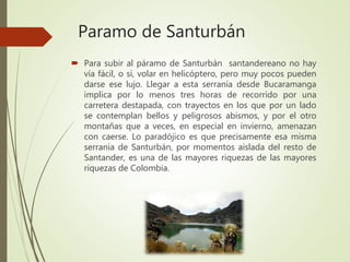 Paramo de Santurbán
 Para subir al páramo de Santurbán santandereano no hay
vía fácil, o sí, volar en helicóptero, pero muy pocos pueden
darse ese lujo. Llegar a esta serranía desde Bucaramanga
implica por lo menos tres horas de recorrido por una
carretera destapada, con trayectos en los que por un lado
se contemplan bellos y peligrosos abismos, y por el otro
montañas que a veces, en especial en invierno, amenazan
con caerse. Lo paradójico es que precisamente esa misma
serranía de Santurbán, por momentos aislada del resto de
Santander, es una de las mayores riquezas de las mayores
riquezas de Colombia.
 