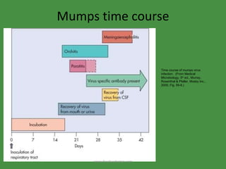 Mumps time course Time course of mumps virus infection.  (From Medical Microbiology, 5 th  ed., Murray, Rosenthal & Pfaller, Mosby Inc., 2005, Fig. 59-8.) www.freelivedoctor.com 